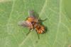 Clytiomya sp.